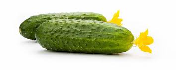 Prickly Cucumber <25 cm 